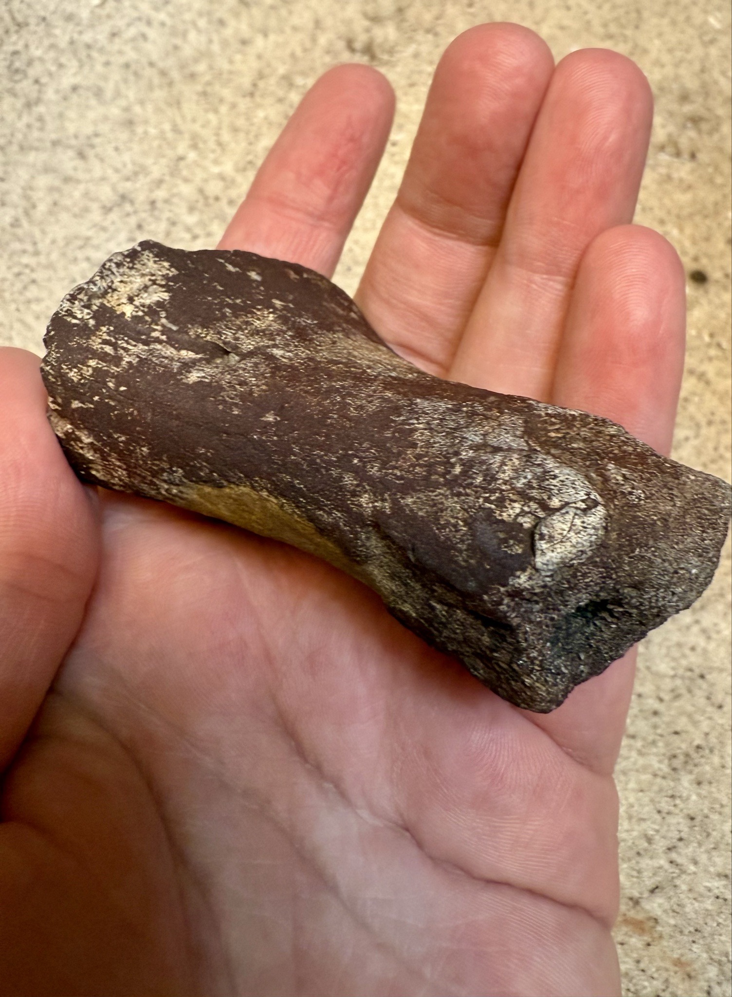Fossilized Dinosaur Bone Fragment