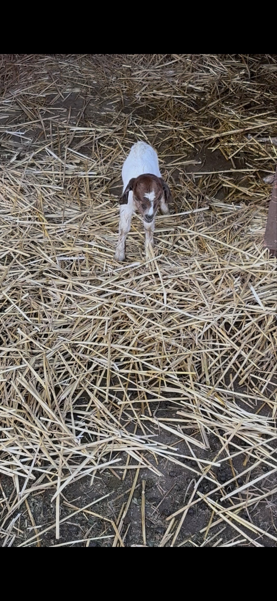 Submitted photo of Young domestic goat kid