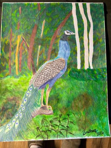 Contemporary Peacock Colored Pencil Illustration
