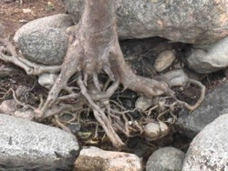 Tree Roots and Rocks
