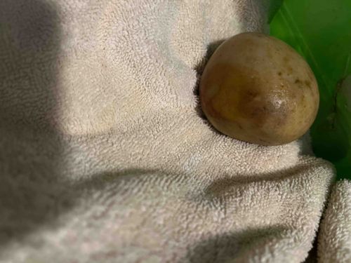 Smooth River Stone or Cobble