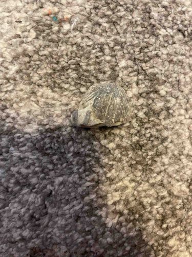 Fossilized Seashell Fragment