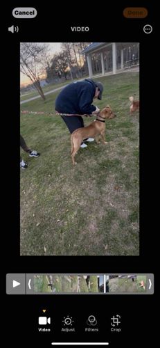 Mixed-Breed Tan Dog with Flat-Collar and Leash