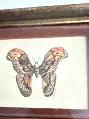 Framed Butterfly Print/Painting