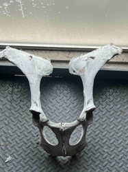 Large Mammal Pelvis Bone