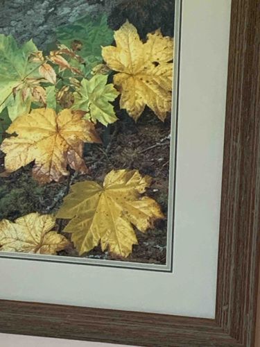 Autumn Leaves Framed Art Print