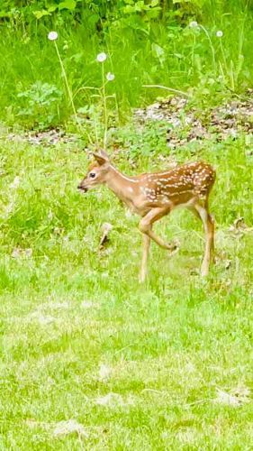 Young Fawn (Baby Deer)