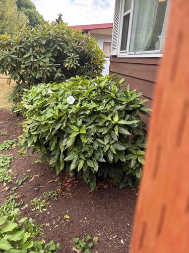 Mature Evergreen Shrub (likely Prunus laurocerasus) with Fallen White Flower