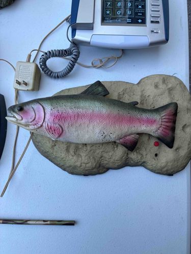 Animatronic Rainbow Trout Wall Plaque (Likely 'Big Mouth Billy Bass' Style)