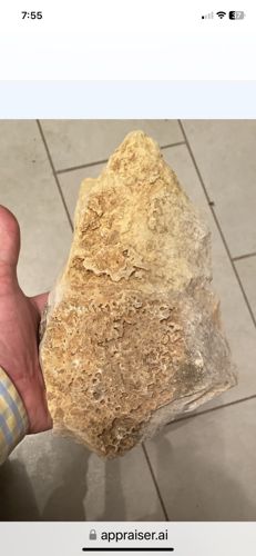 Weathered Chert Nodule / Naturally Occurring Rock