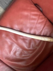 Weathered Bone or Ivory Tusk Section