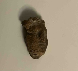 Fossilized Bivalve Mollusk