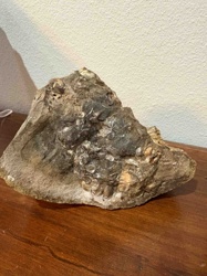 Fossilized Marine Organism Rock Specimen