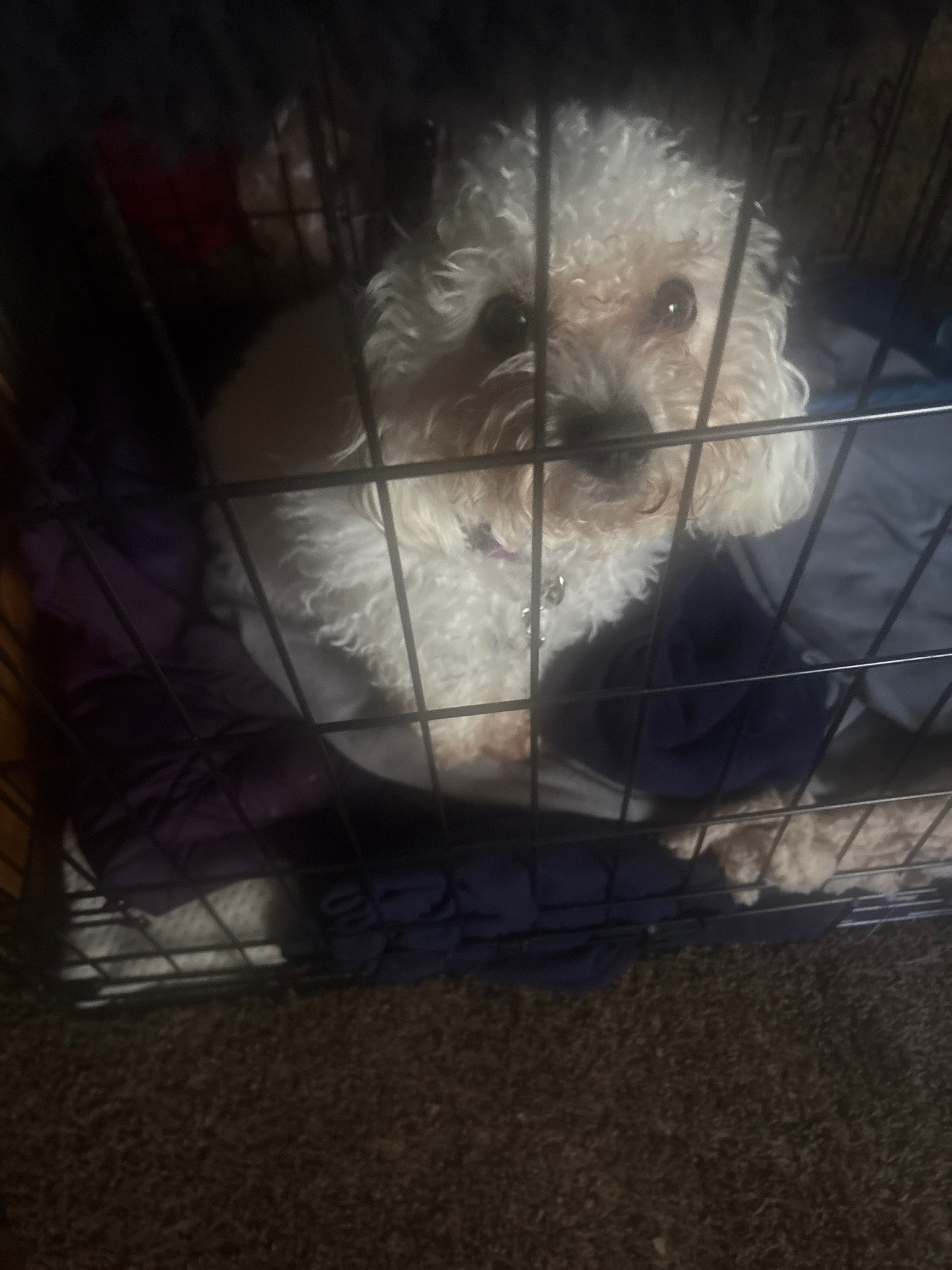 Submitted photo of Small white dog in a wire crate