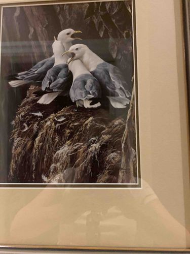 Kittiwakes Gathering by Robert Bateman