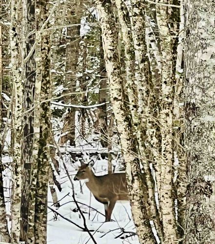 White-tailed Deer in Winter Forest