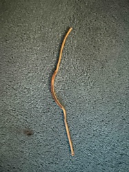 Gold-Toned Snake Chain Bracelet with Curved Bar Accents