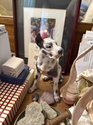Glazed Ceramic Great Dane Figurine