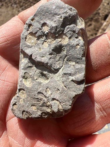 Fossilized Rock