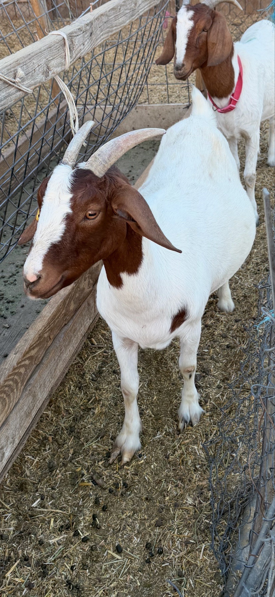 Submitted photo of Boer goat