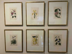 Set of Six Framed Botanical Prints