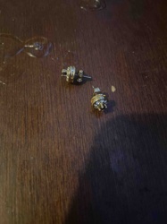 Pair of Stud Earrings