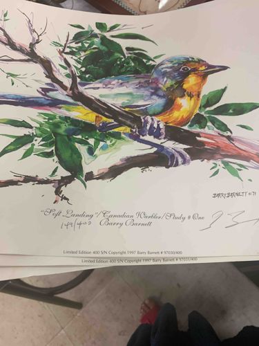 "Soft Landing" / "Canadian Warbler" / "Study # One" by Barry Barnett (Limited Edition Print)
