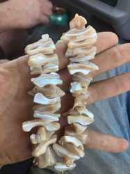 Natural Shell Chip Strand