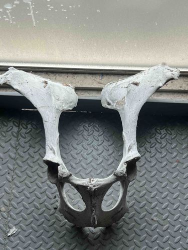 Large Mammal Pelvis Bone