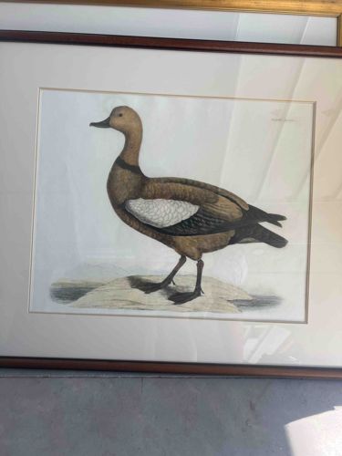 Framed Ornithological Print of a Duck