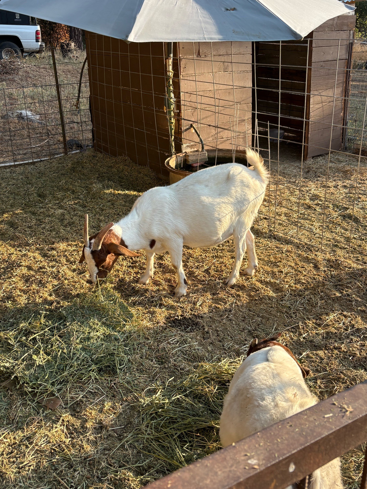 Submitted photo of Boer goat