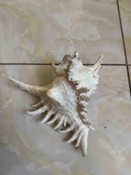 Murex Ramosus Seashell