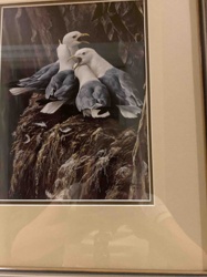 Kittiwakes Gathering by Robert Bateman