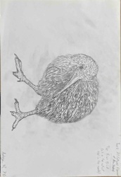 Pencil Drawing of a Kiwi Bird