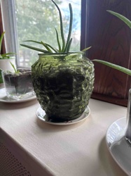 Embossed Green Glass Planter with Aloe-like Plant