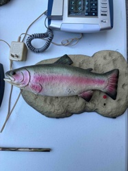 Animatronic Rainbow Trout Wall Plaque (Likely 'Big Mouth Billy Bass' Style)