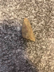 Fossilized Tooth Fragment