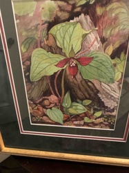 Framed Botanical Artwork: Red Trillium by Mary Dawn Roberts