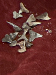 Collection of Fossilized Shark Teeth