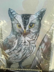 Northern Saw-whet Owl Colored Pencil Art Print