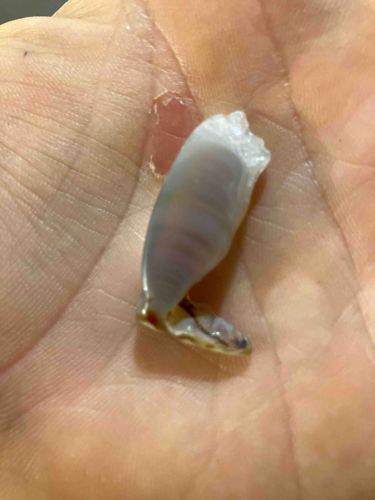 Broken Gastropod Shell Fragment