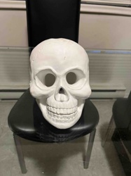 White Decorative Human Skull Replica
