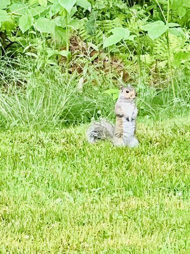 Eastern Gray Squirrel (Live)