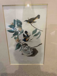 Framed John James Audubon Red-Eyed Vireo Print (Plate XX)