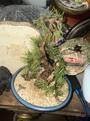 Artificial Pine Bonsai Tree in Blue Ceramic Pot