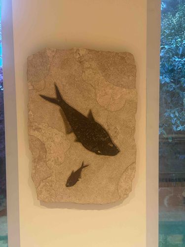 Two Fossil Fish in Matrix