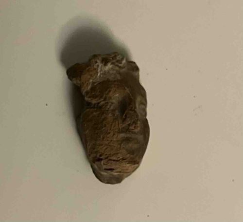 Fossilized Bivalve Mollusk