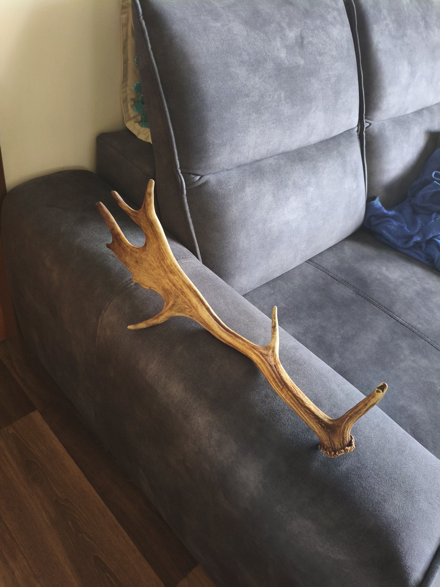 Submitted photo of Red deer antler shed