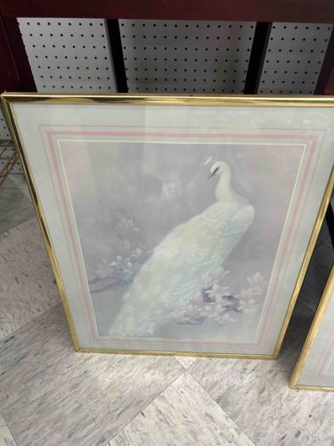 Framed White Peacock Print