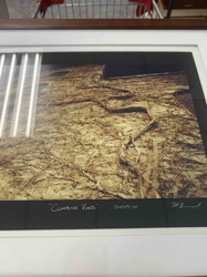 Climbing Vines (Framed Photograph)